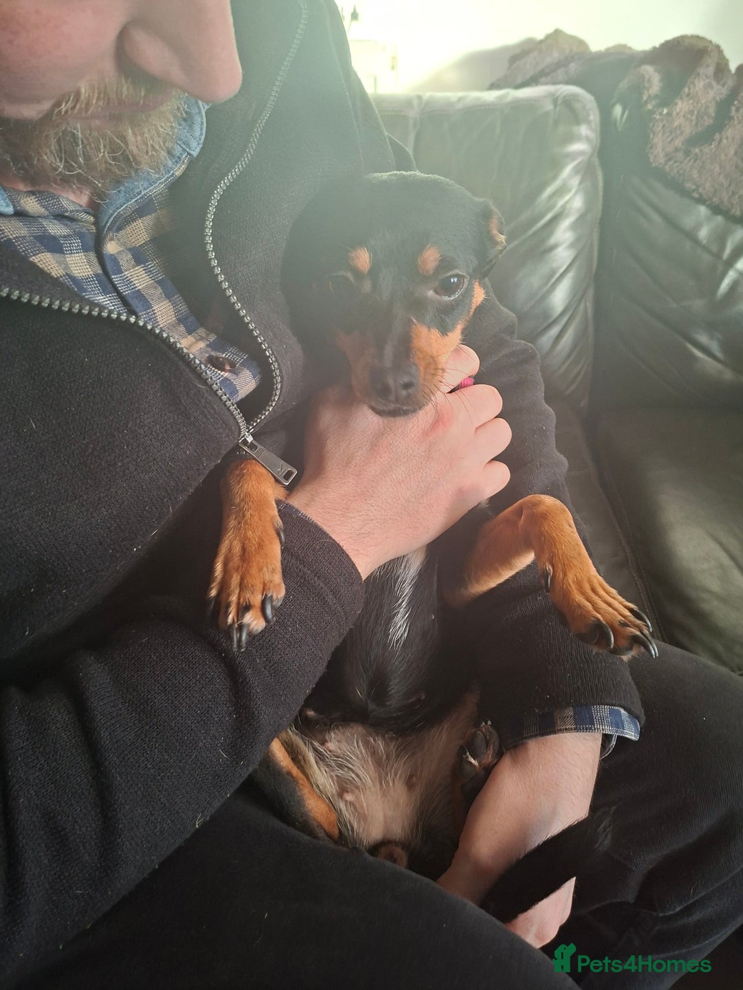 Miniature Pinscher dogs for sale: Lilo, looking for a new home. - Advert 5