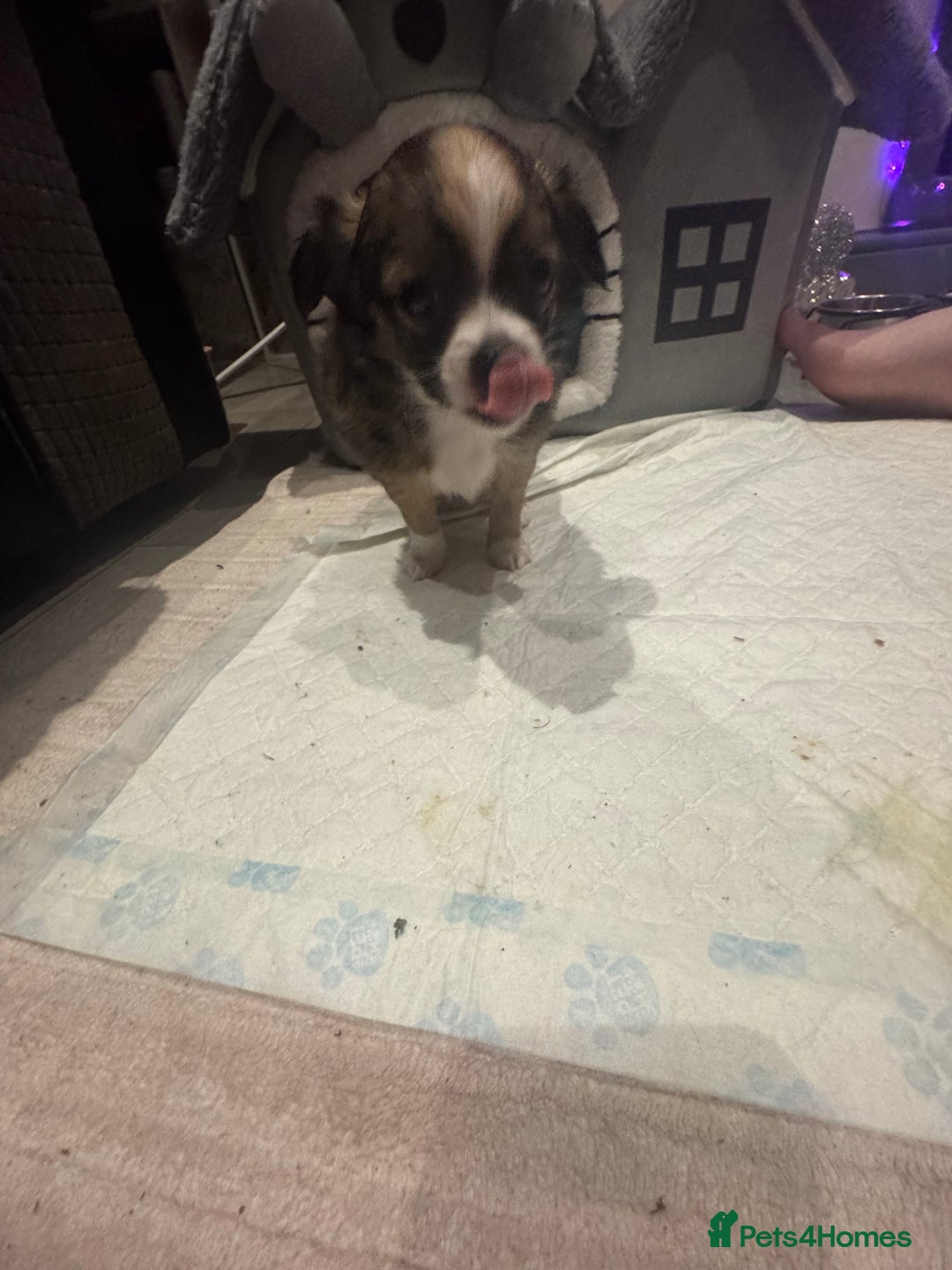 Chihuahua dogs for sale:  ❤️ K.C Registered Fluffy chocolate baby’s 🥰 - Image 2