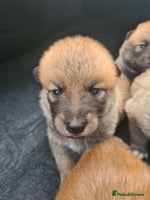 Mixed Breed dogs Czech Wolfdog × Akita/Malamute Puppies - Advert 2