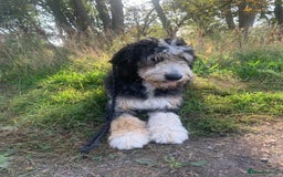 Bernedoodle dogs for sale: Blue Merle/Tri/Blue White Standard Bernedoodle. - Image 10