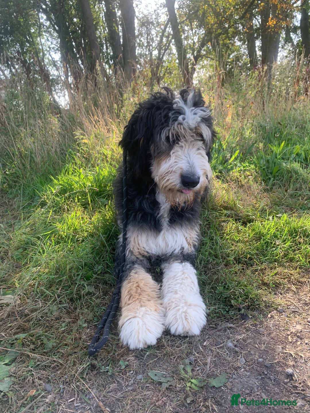 Bernedoodle dogs for sale: Blue Merle/Tri/Blue White Standard Bernedoodle. - Image 10