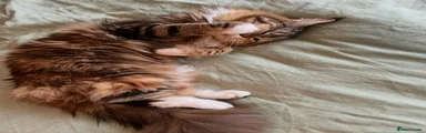 Maine Coon 1