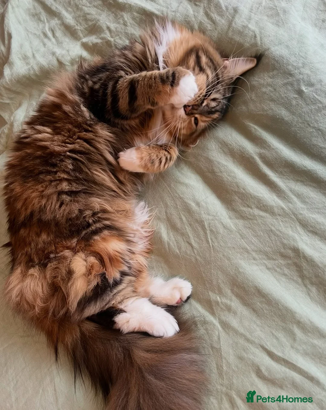Maine Coon cats for sale: Gccf registered female Maine coon - Advert 1