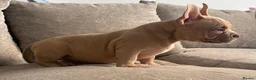 American Bully dogs for sale: Quality Pocket bully pups - Advert 2