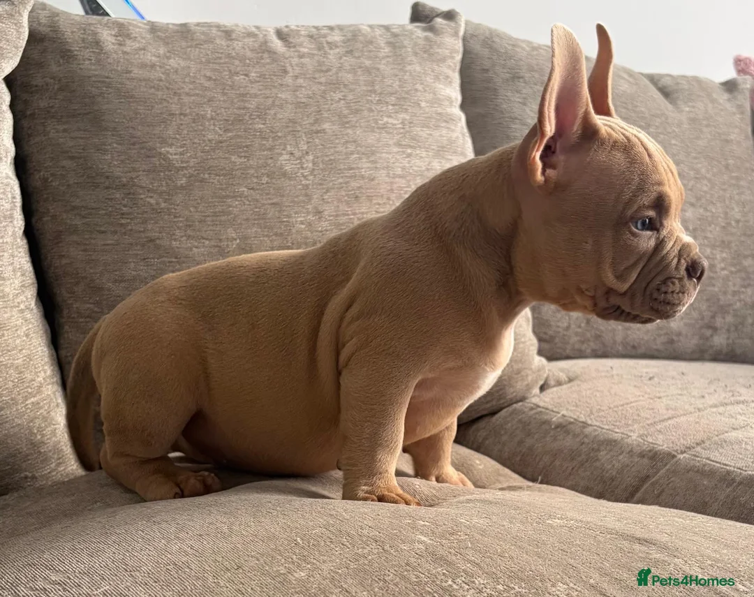 American Bully dogs for sale: Quality Pocket bully pups - Advert 2