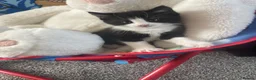 Mixed Breed cats for sale: Beautiful kittens for sale in Castleford - Advert 3