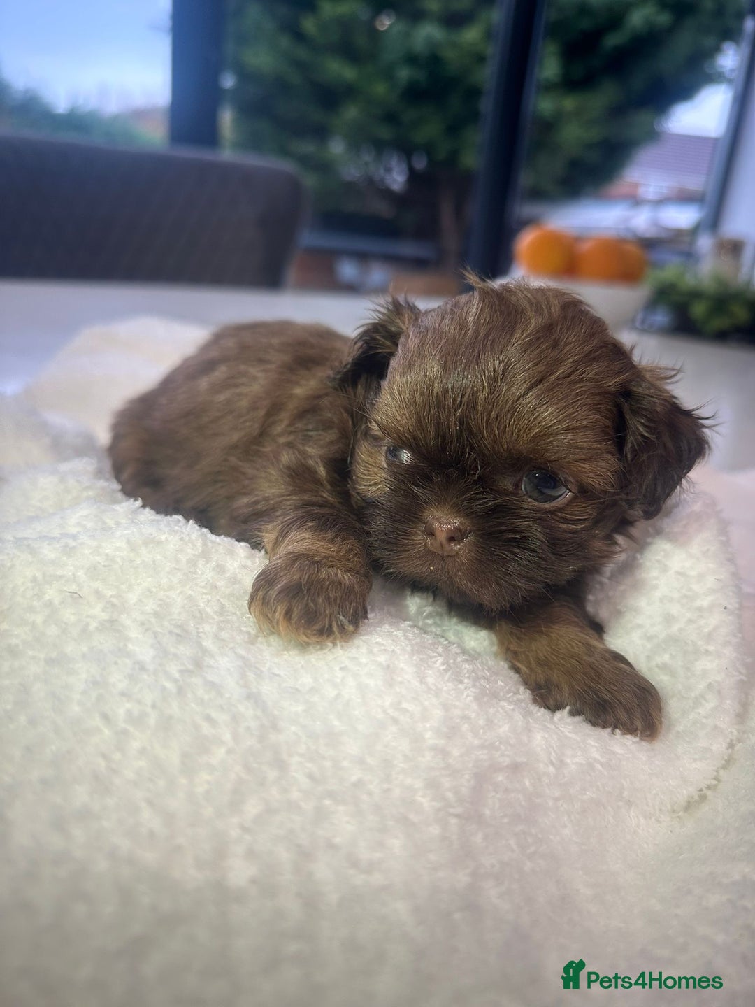 Shih Tzu dogs for sale: 🐶Imperial ShihTzu Puppies–Exceptional Bloodline🐶 - Image 29