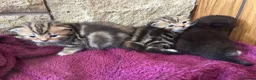 Persian cats for sale: X6 Beautiful fluffy persian X Bengal kittens  - Advert 10