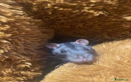 Rat rodents for sale: Friendly male rat need home quick - Image 3