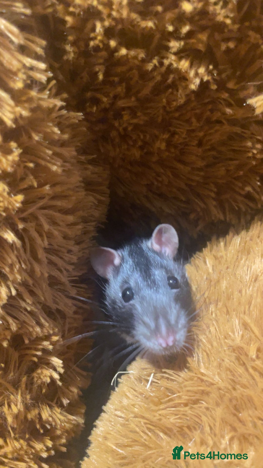 Rat rodents for sale: Friendly male rat need home quick - Image 3