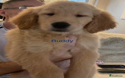 Golden Retriever dogs for sale: Ready Now Golden Retriever Puppies - Image 6