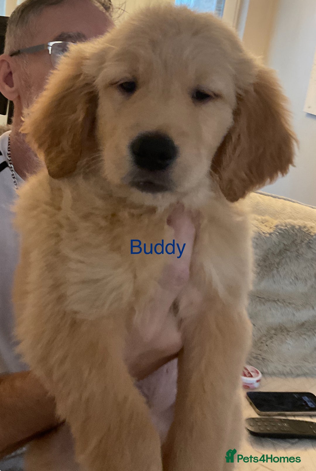 Golden Retriever dogs for sale: Ready Now Golden Retriever Puppies - Image 6