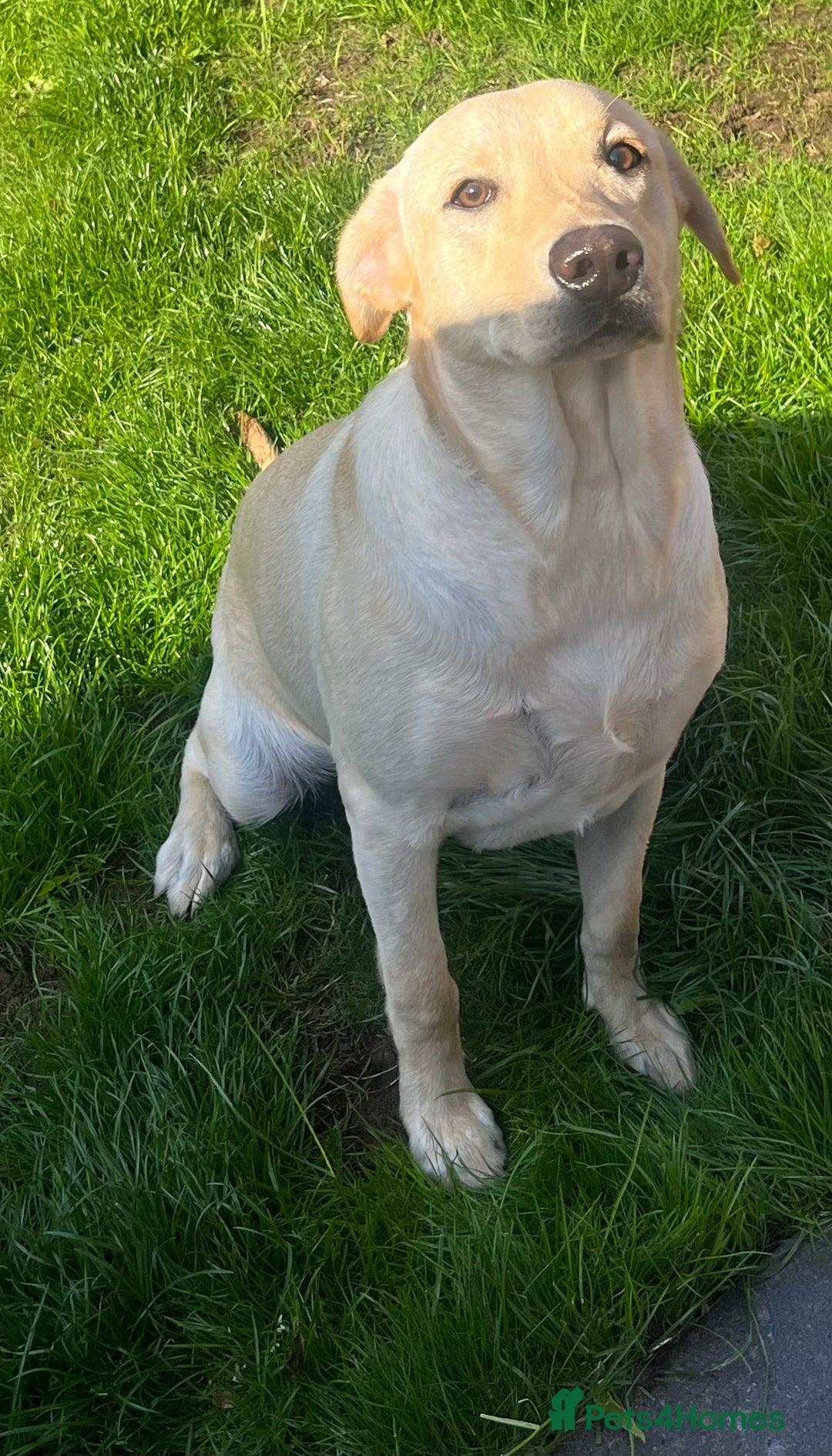 Labrador Retriever dogs for sale: Beautiful Labrador girl  - Image 8