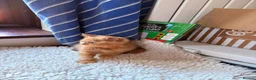 British Shorthair cats for sale: Fawn Tortie & Cinnamon Tortie sisters - Advert 13