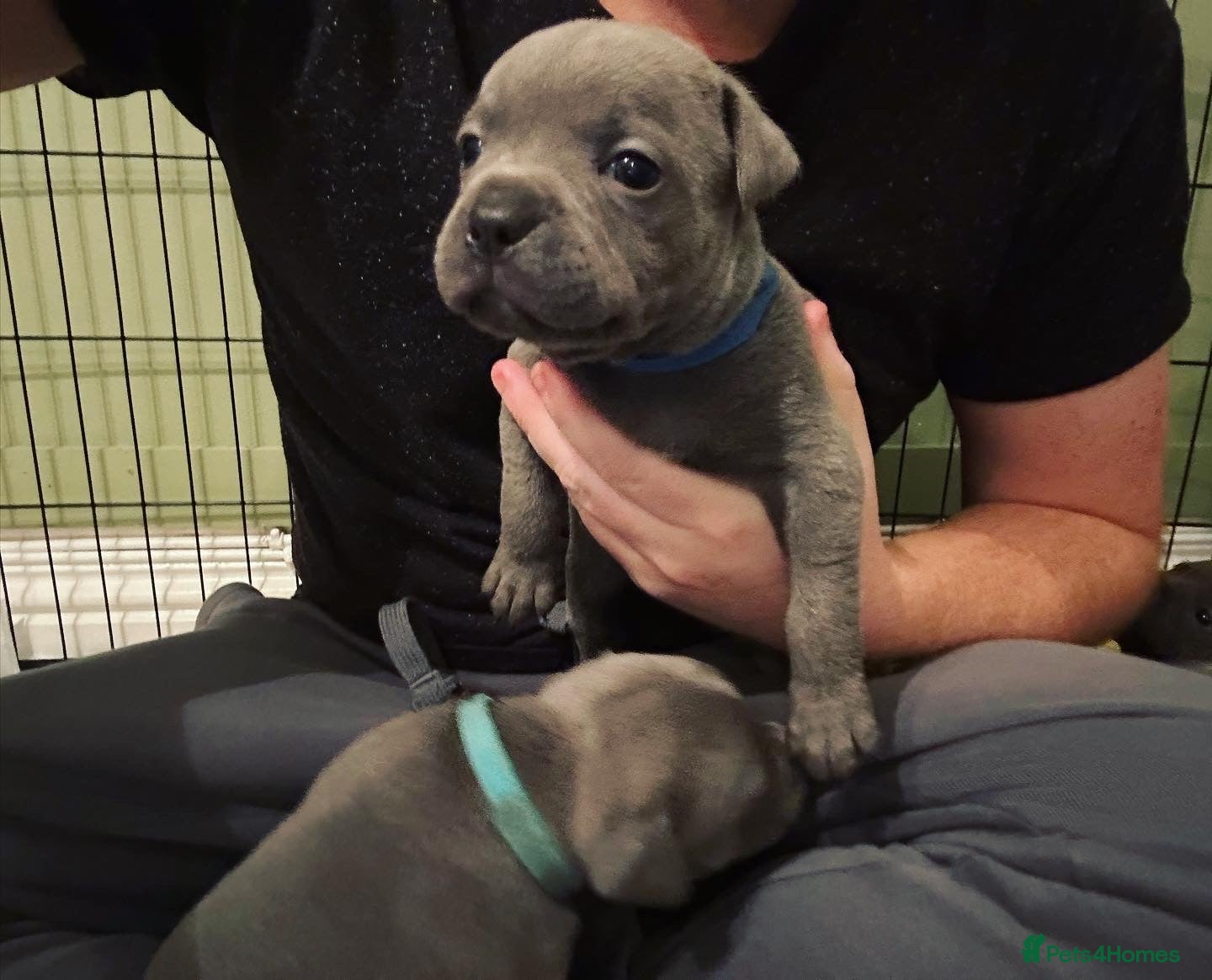 Staffordshire Bull Terrier dogs Pups ready! Blue Kc registered. Boys and girls.  - Advert 11