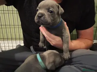 Staffordshire Bull Terrier dogs Pups ready! Blue Kc registered. Boys and girls. - Advert 11