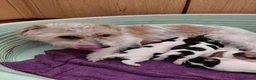 Jack Russell dogs for sale: Jack Russell puppies, full pedigree  - Advert 20