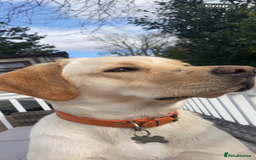 Labrador Retriever dogs for sale: Beautiful Labrador Puppies  - Image 3