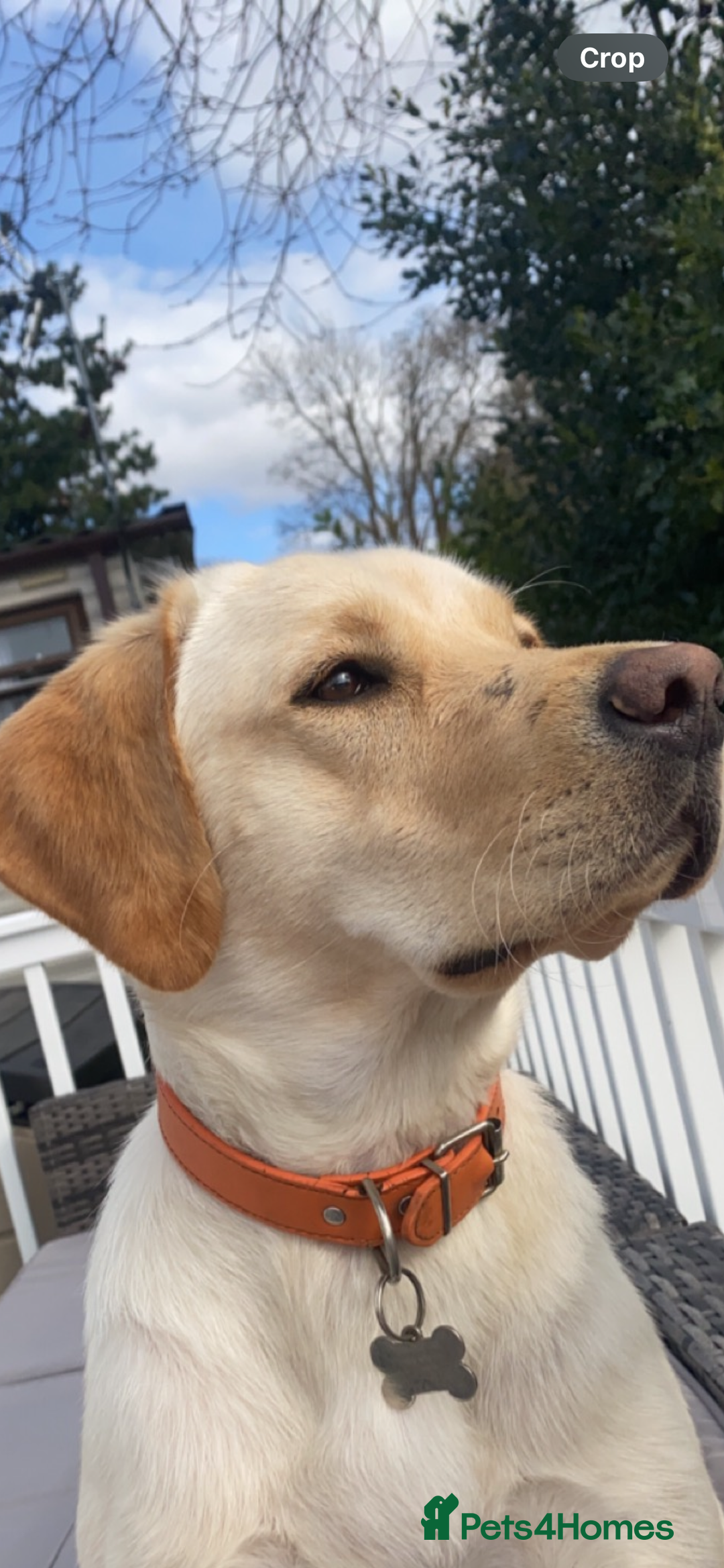 Labrador Retriever dogs for sale: Beautiful Labrador Puppies  - Image 3