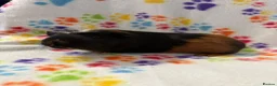 Guinea Pig rodents for sale: 8 week old ready to leave gorgeous guinea pigs   - Advert 4