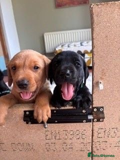 Labrador Retriever dogs KC registered Labrador puppies fox red and black  - Advert 3
