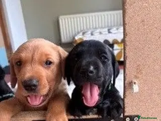Labrador Retriever dogs KC registered Labrador puppies fox red and black - Advert 1