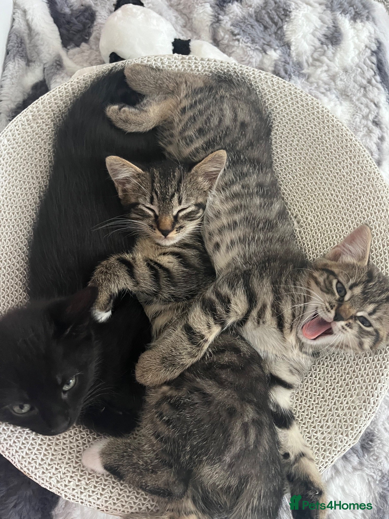 Mixed Breed cats MaineCoon Mix - Advert 1
