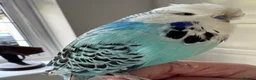 Budgerigars birds for sale: Stunning Super Tame Male Exhibition Budgie - Advert 3
