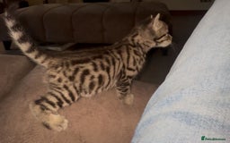 Bengal cats for sale: 2 female half bengal kittens - Image 6