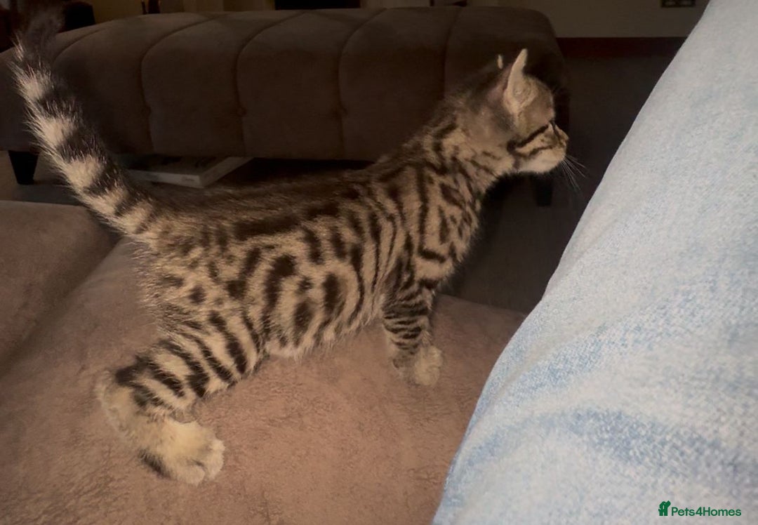 Bengal cats for sale: 2 female half bengal kittens - Image 6