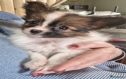 Papillon dogs for sale: KC Papillon. DNA health tested parents - Image 22