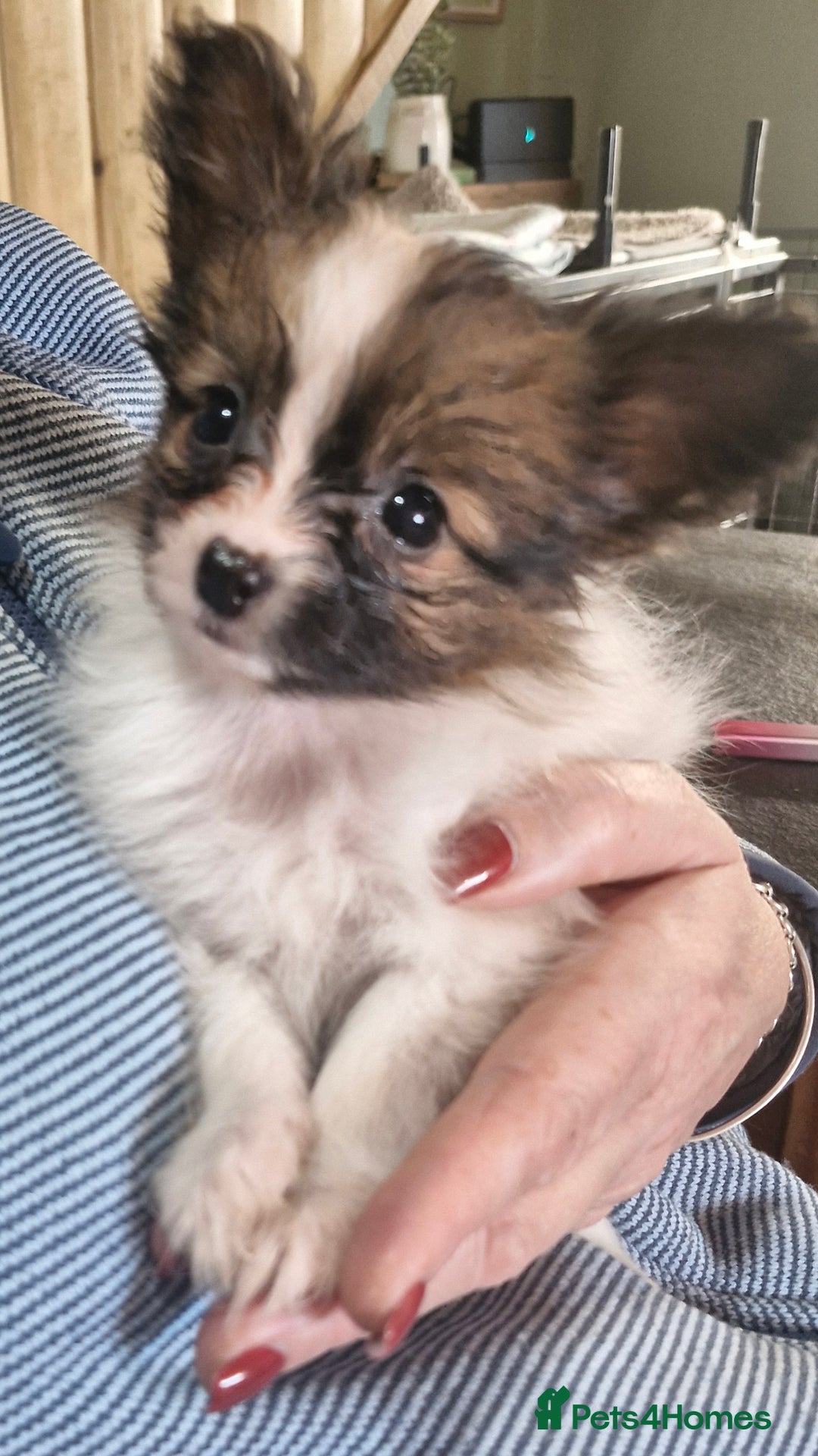 Papillon dogs for sale: KC Papillon. DNA health tested parents - Image 22