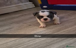 Mixed Breed dogs for sale: Frenchie X Alapaha  - Image 10