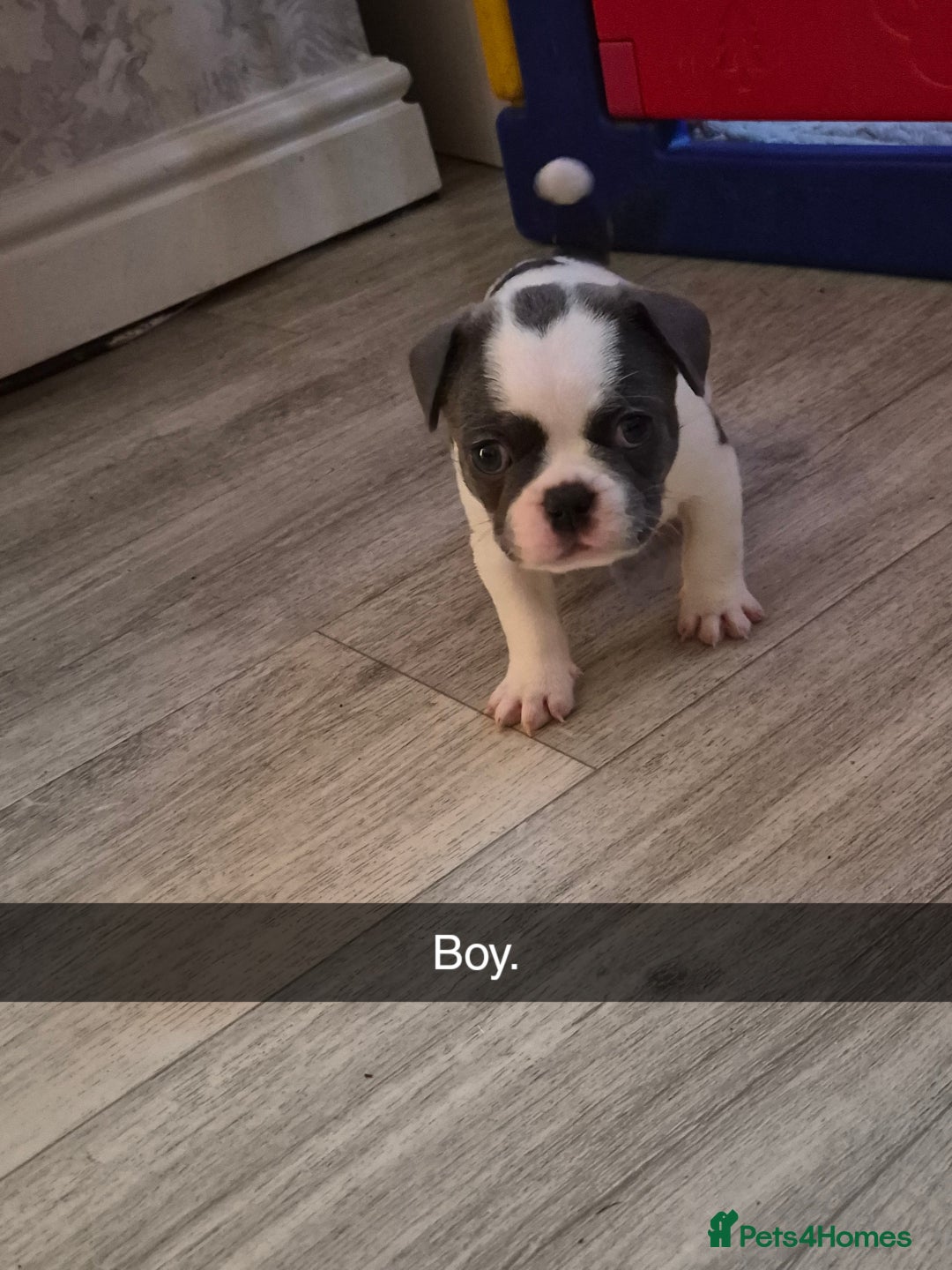 Mixed Breed dogs for sale: Frenchie X Alapaha  - Image 10
