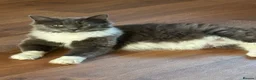 Ragdoll cats for sale: Mink ragdoll kittens  - Advert 1