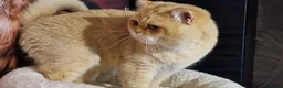British Shorthair cats for stud: BSH registed proven stud - Advert 17