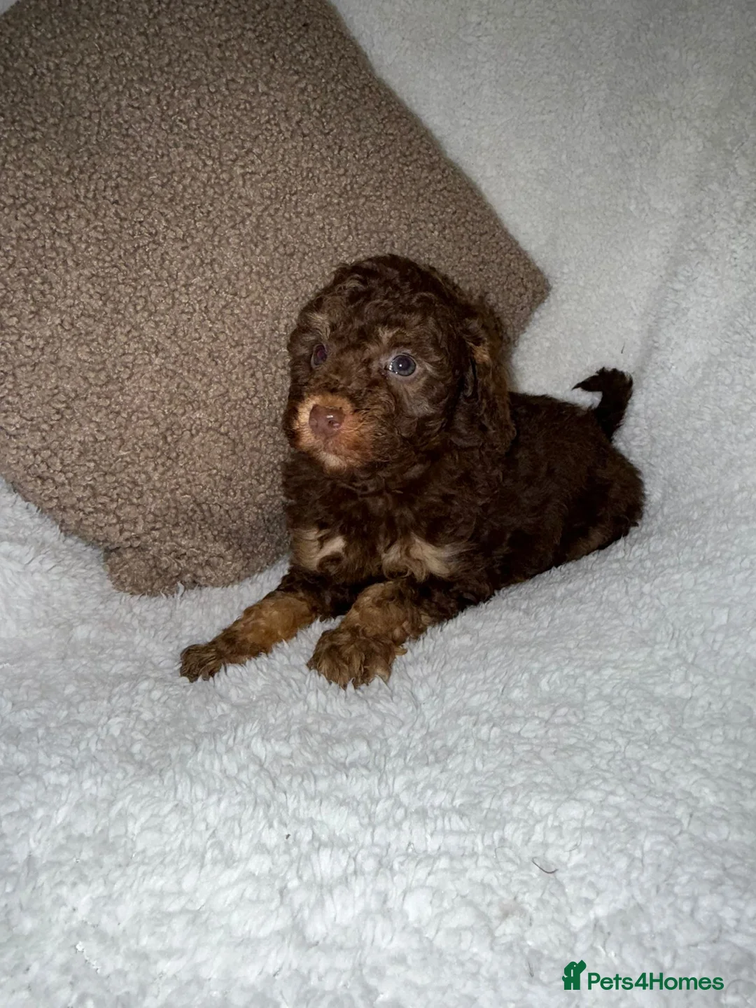Miniature Poodle dogs for sale: Stunning Chocolate Miniature Poodles - Advert 17