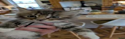 Maine Coon cats for sale: Ragdoll and Mane Clone mix parent  in Perth - Advert 31