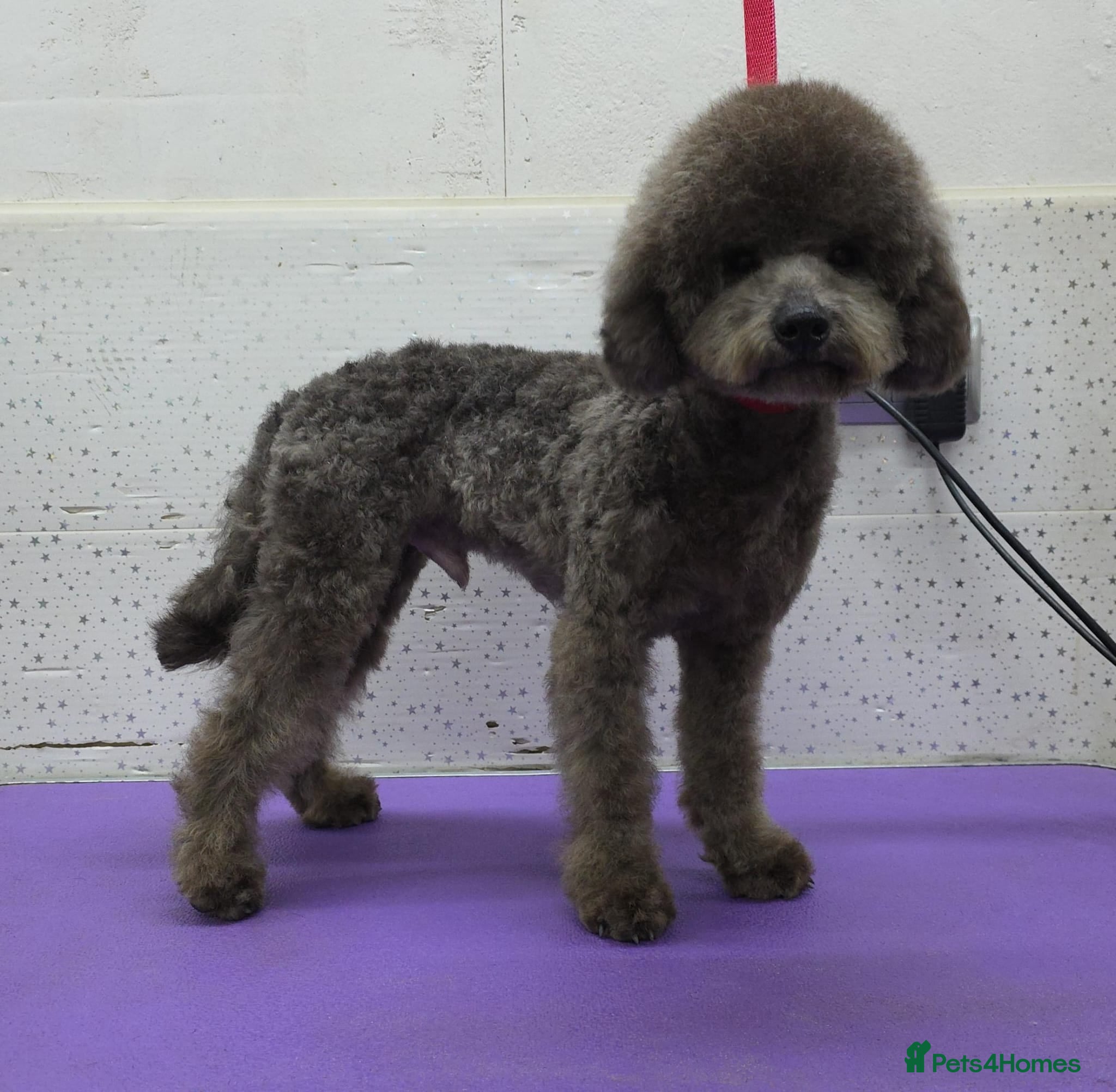 Miniature Poodle dogs TEDDY – Miniature Poodle (Male) - Advert 9