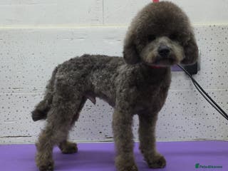 Miniature Poodle dogs TEDDY – Miniature Poodle (Male) - Advert 9