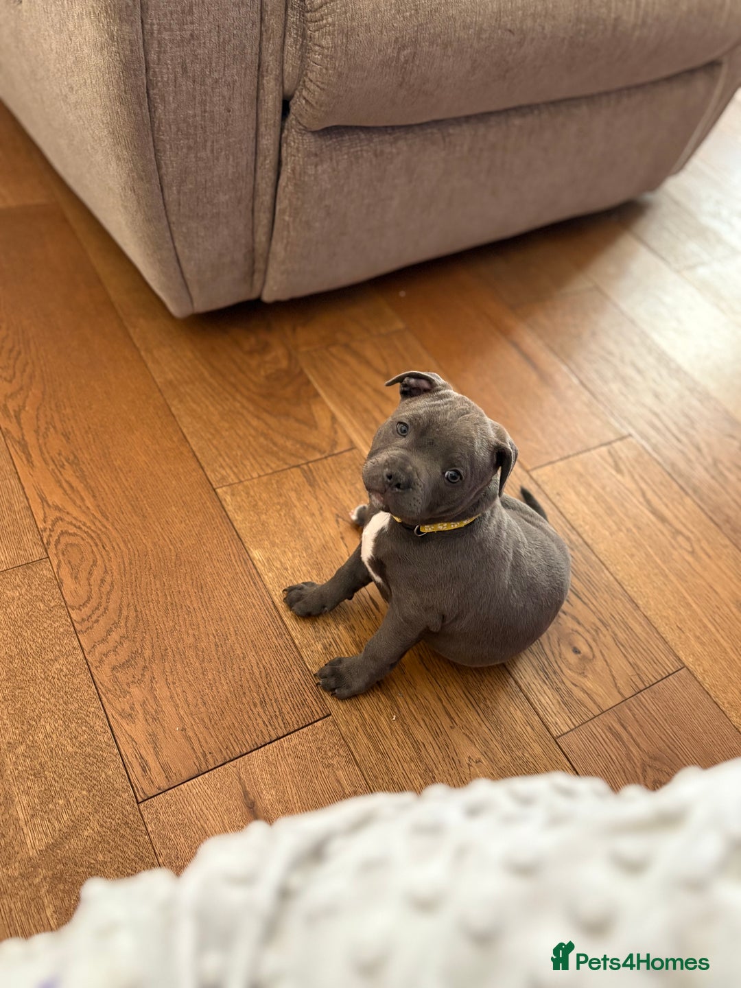 Staffordshire Bull Terrier dogs for sale: REDUCED * Kc registered Staffordshire blue terrier - Image 35