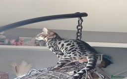 Bengal cats for sale: Left one beautiful bengal female 😍 in Cambridge - Image 15