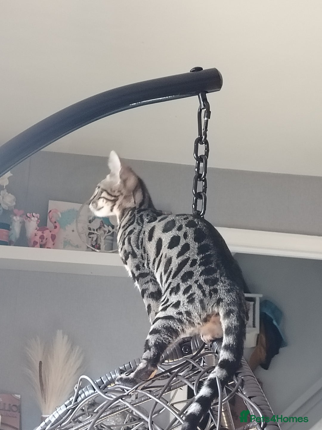 Bengal cats for sale: Left one beautiful bengal female 😍 in Cambridge - Image 15