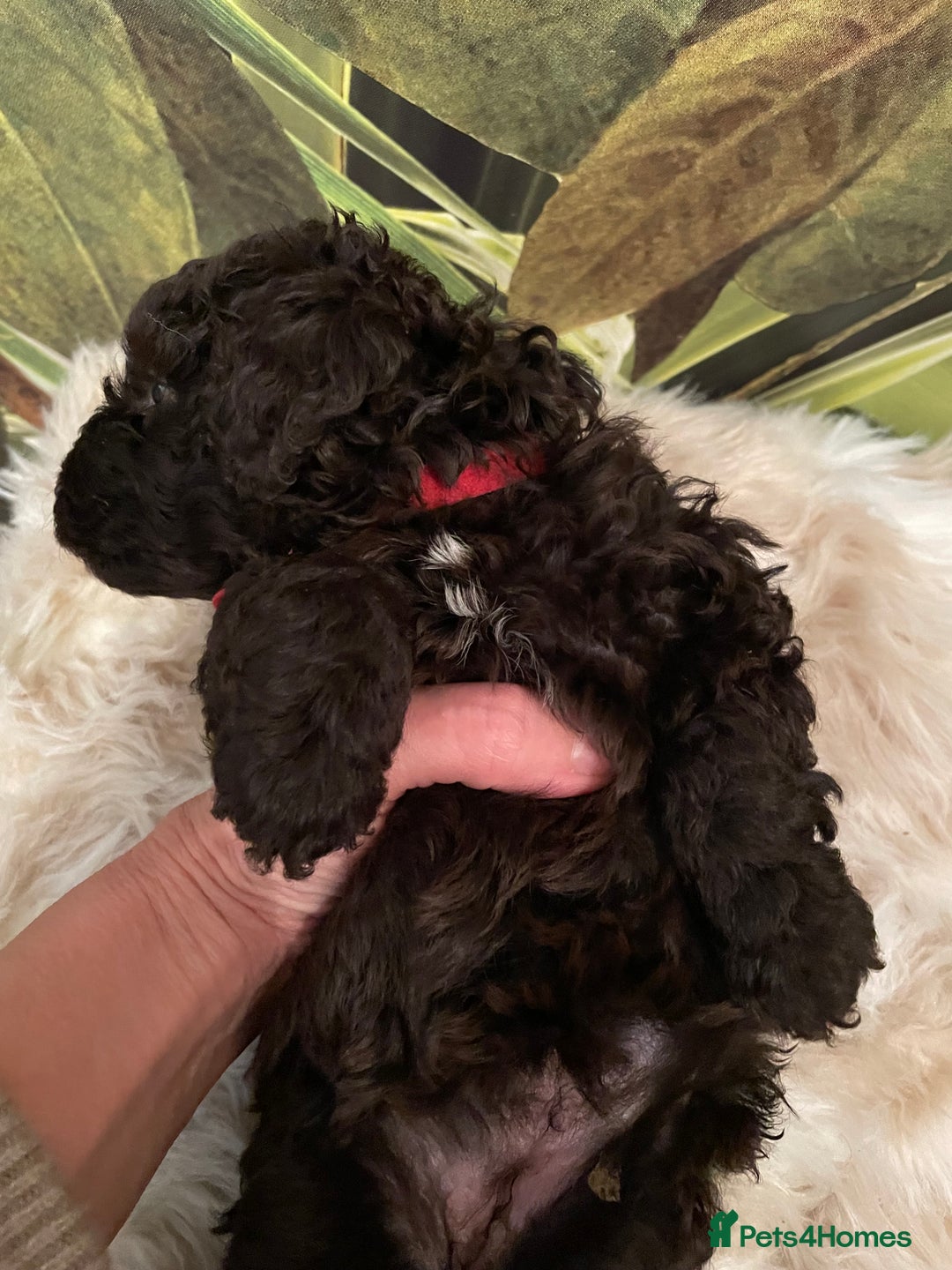 Miniature Poodle dogs for sale: Brown Poodle Puppies Ready Now. Chipped & Checked - Advert 11