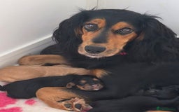 Cocker Spaniel dogs for sale: Working Cocker Spaniel Puppies - Image 18