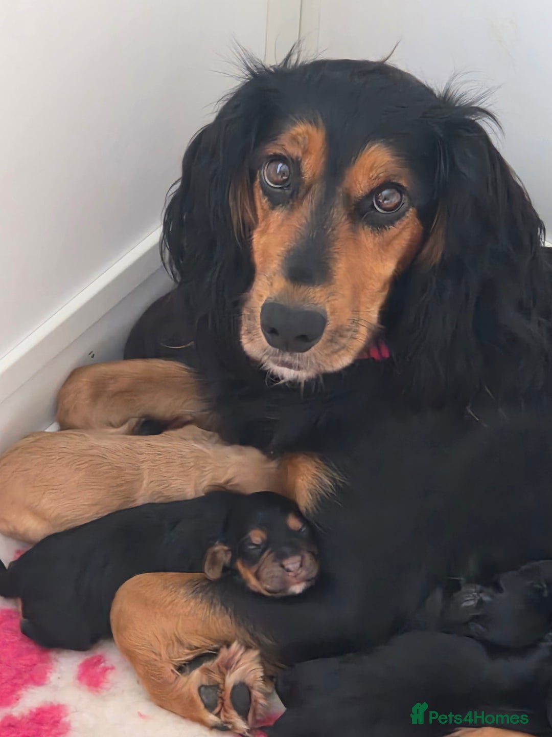 Cocker Spaniel dogs for sale: Working Cocker Spaniel Puppies - Image 18