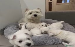 West Highland Terrier dogs for sale: HEALTH CHECKED DNA TESTED NOW READY - Image 1