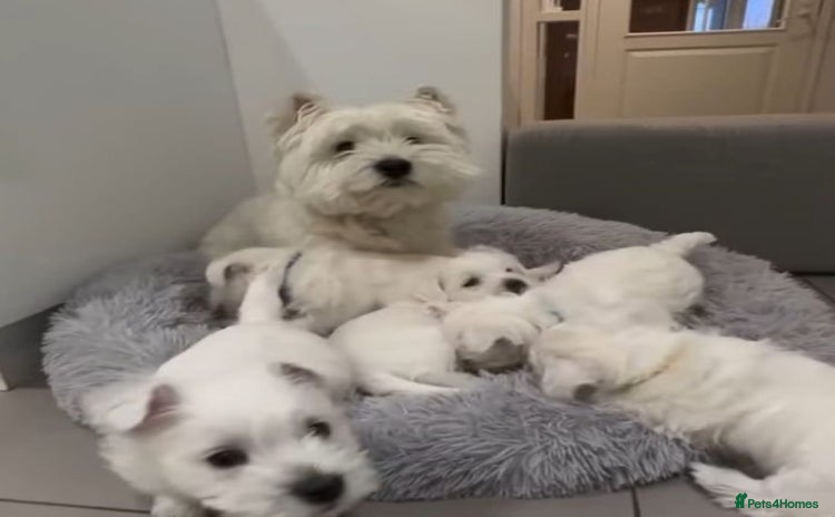 West Highland Terrier dogs - Advert 2