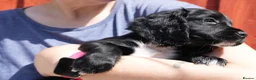 Cocker Spaniel dogs for sale: KC Black male cocker spaniel ready to leave - Advert 6