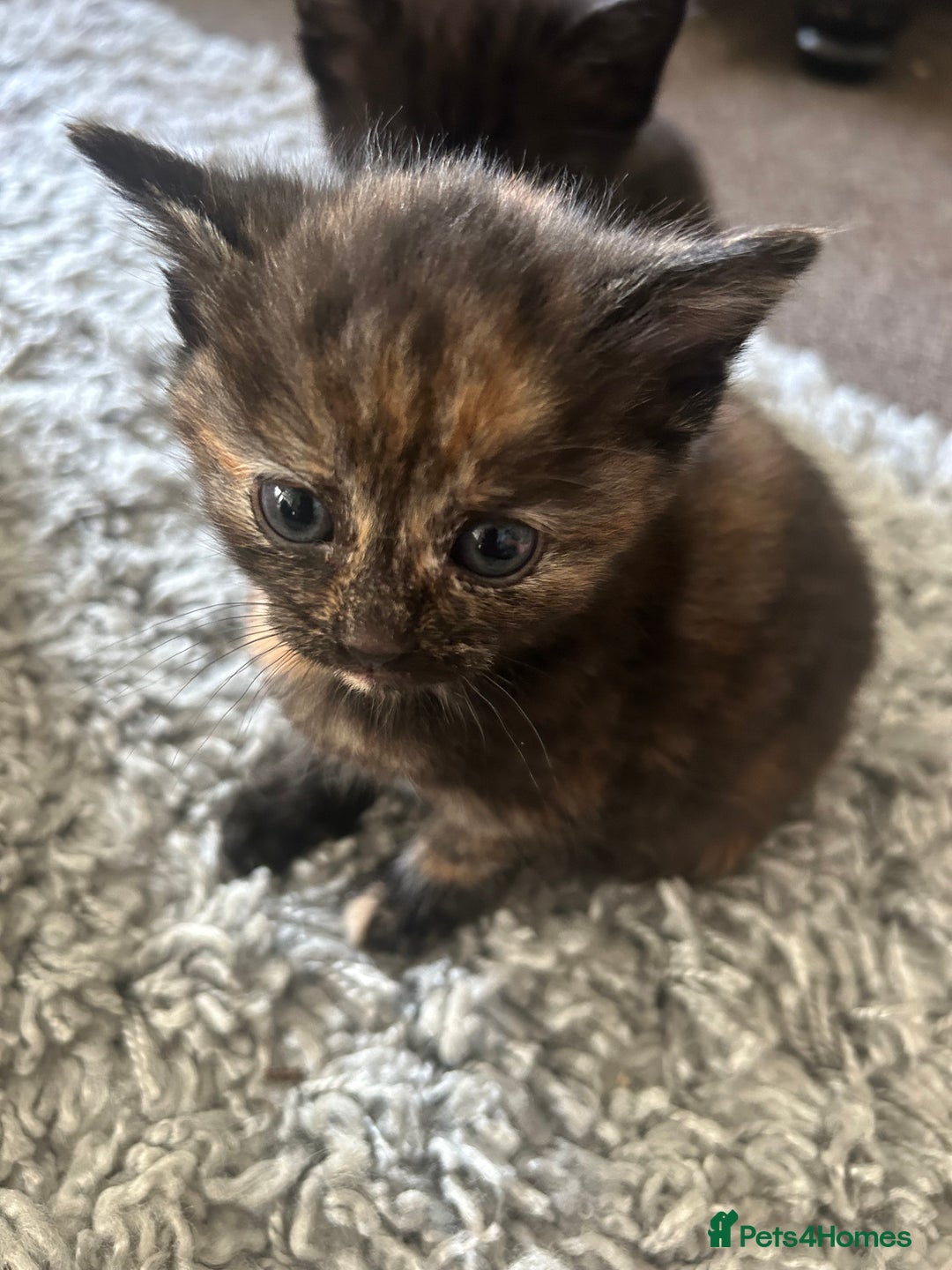 British Shorthair cats for sale: Gorgeous kittens  - Image 8